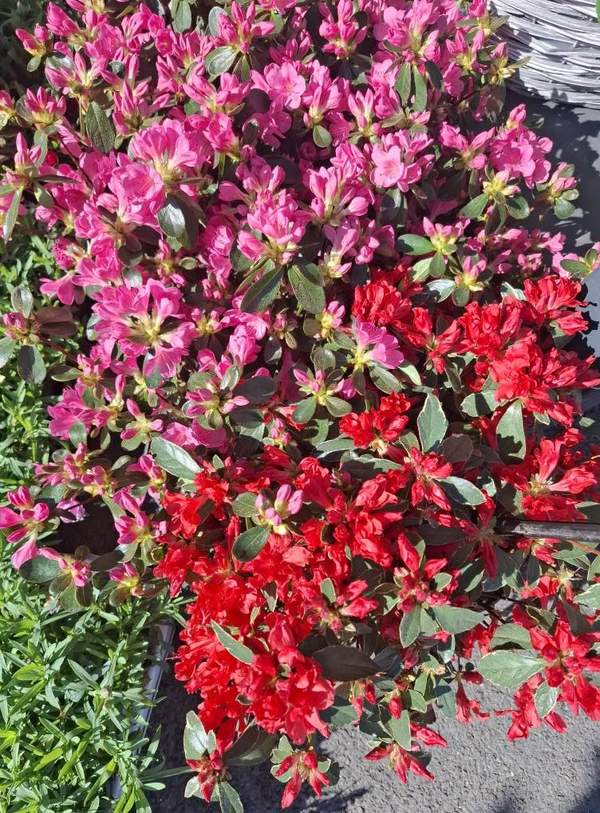 Azalées roses et rouges en pleine floraison