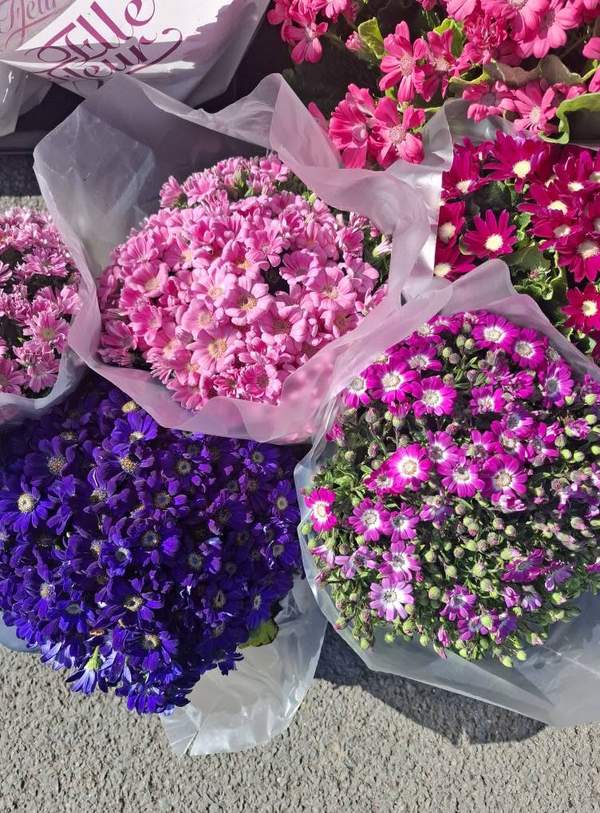 Bouquets de cinéraires bleues, roses et violettes emballés
