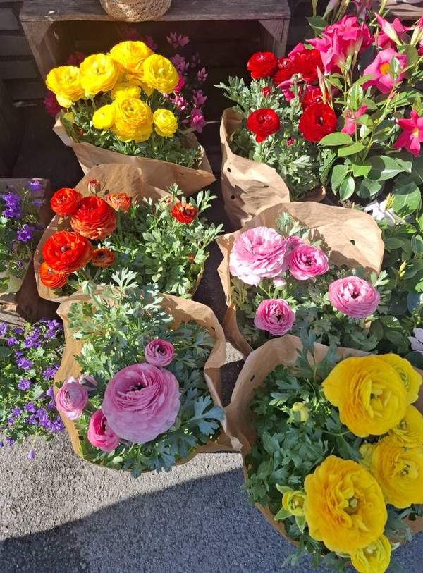 Bouquets de renoncules jaunes, rouges, orange et roses