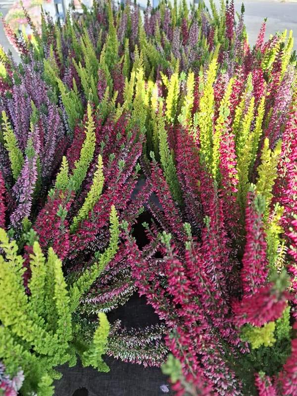 Bruyères multicolores en pots