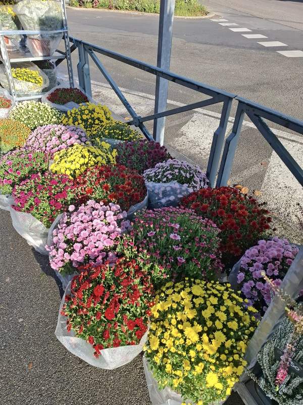Chrysanthèmes multicolores en extérieur, présentoir de rue
