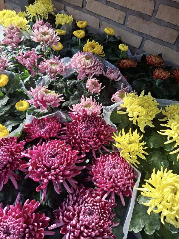 Chrysanthèmes roses, jaunes et bordeaux en gros plan
