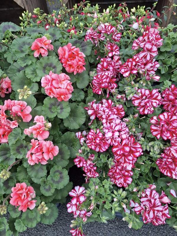 Géraniums roses et bicolores rouge et blanc