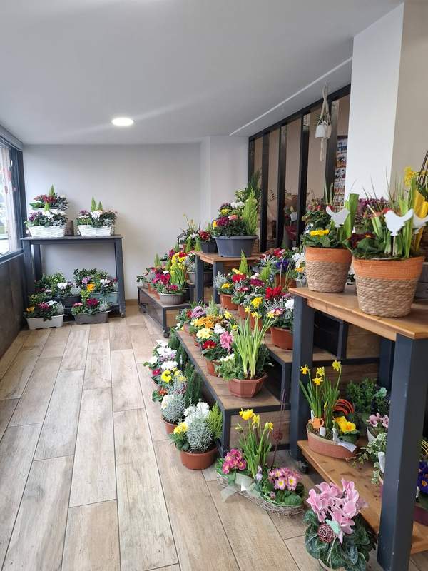 Intérieur de la boutique avec présentoirs de plantes fleuries