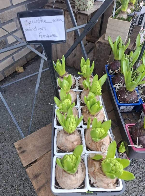 Jacinthes en pot, production française