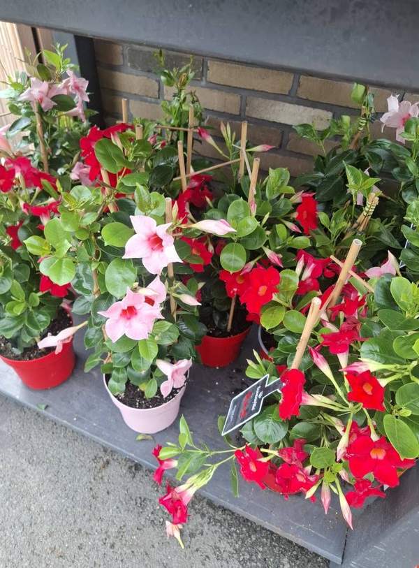 Mandevilla rose et rouge en pots sur présentoir extérieur