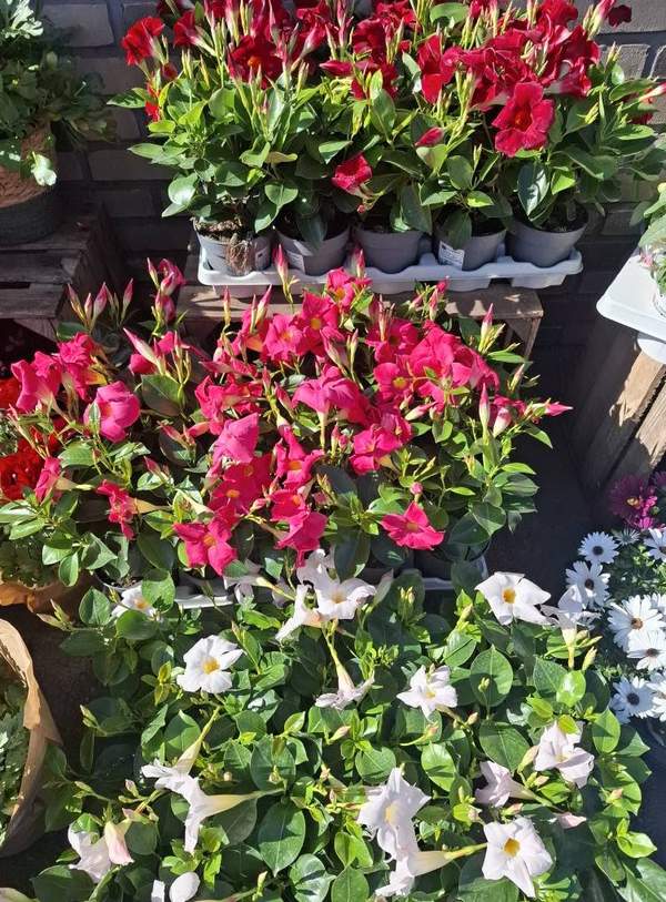 Mandevilla rouge, rose et blanc en pots