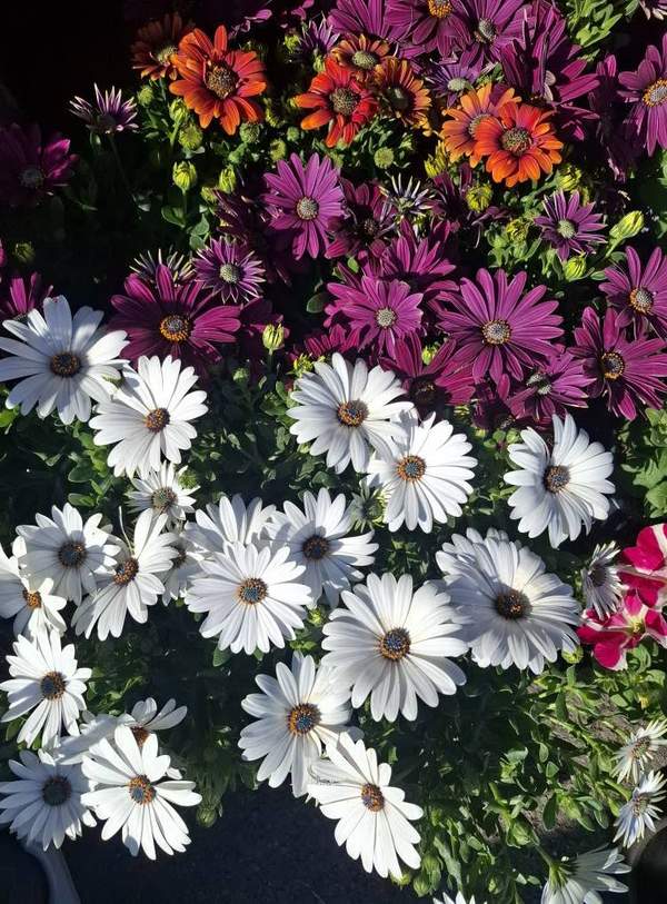 Marguerites du Cap blanches, violettes et orange