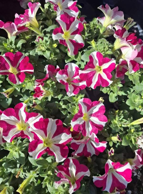 Pétunias bicolores fuchsia et blanc