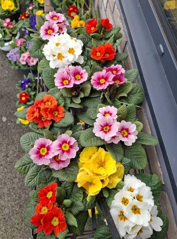 Primevères multicolores en rangée